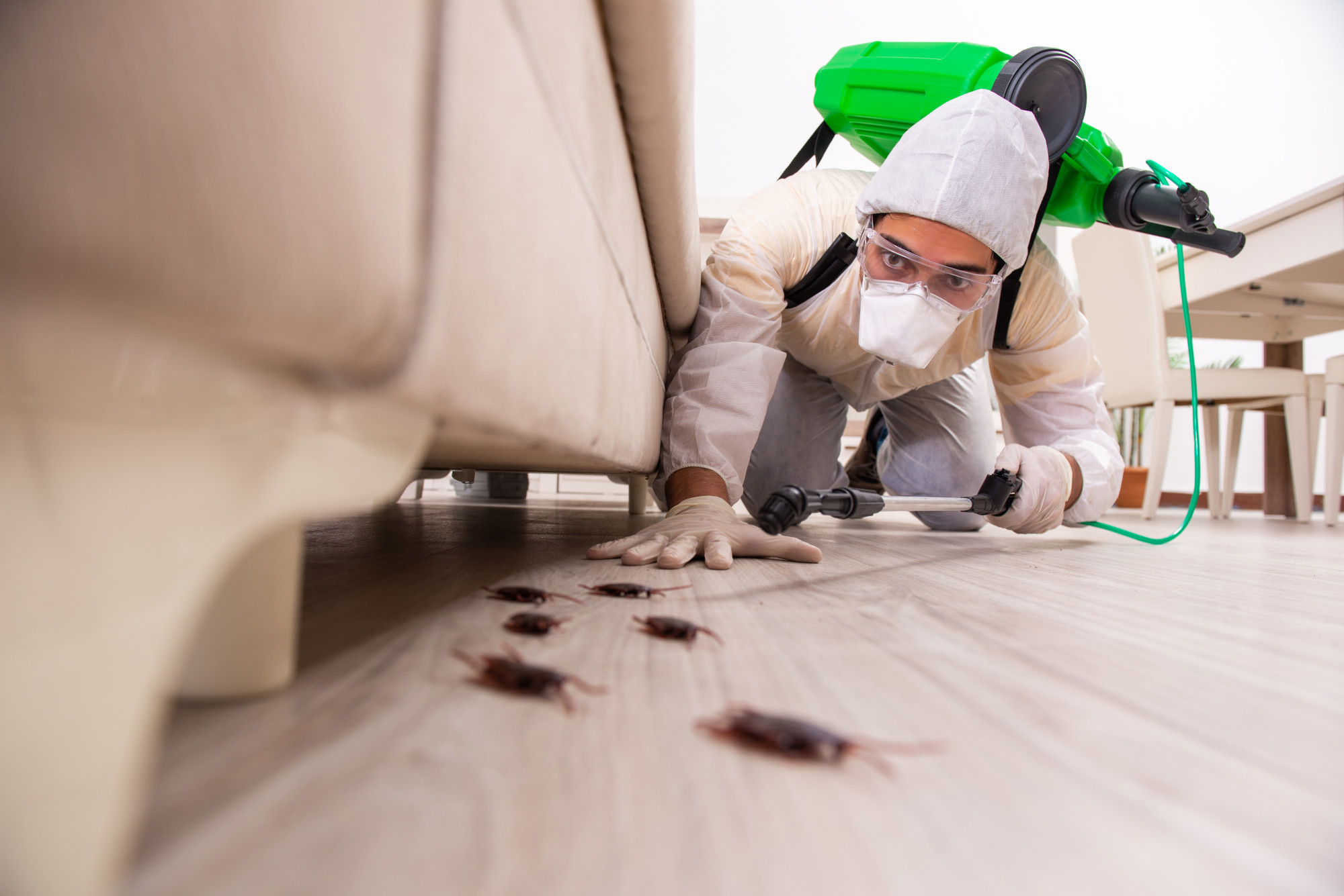 Natural Methods of Pest Control: Safe and Effective Solutions